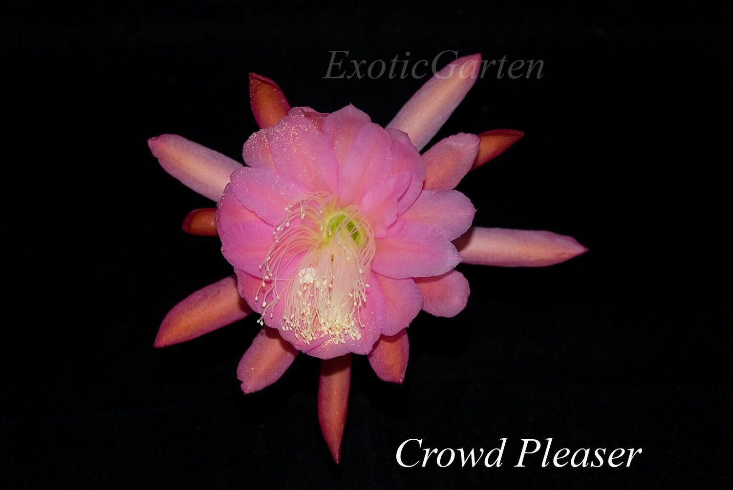 Crowd Pleaser