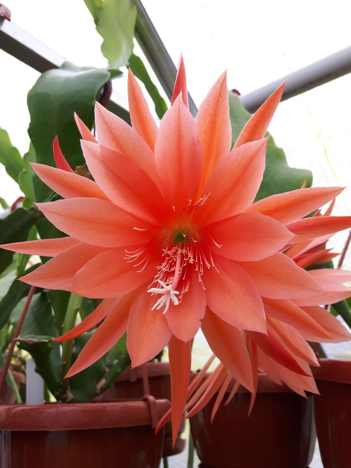 Clementine Clementine