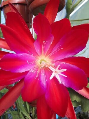 Oakleigh Brillance (ACHTUNG diese Sorte wird nicht mehr vermehrt)