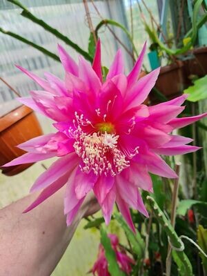 Kiwi Contradiction Kiwi Contradiction