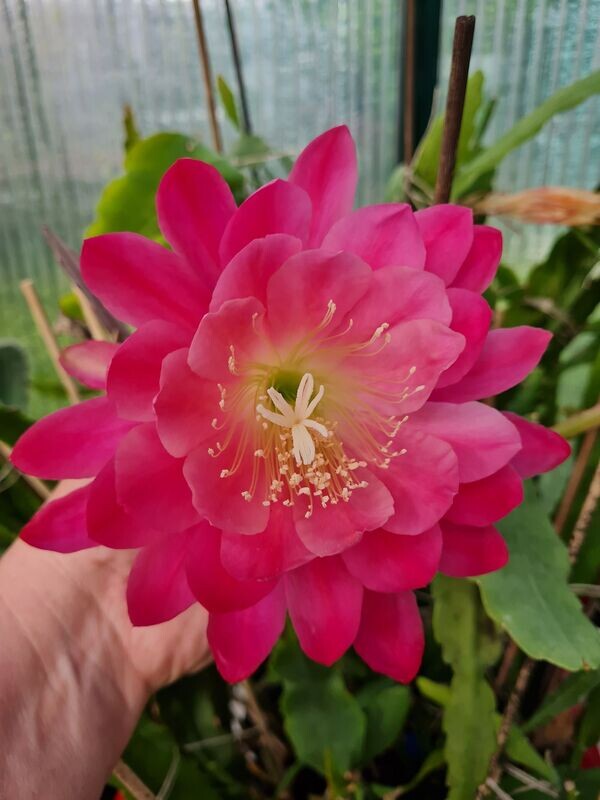 Meadow Rose