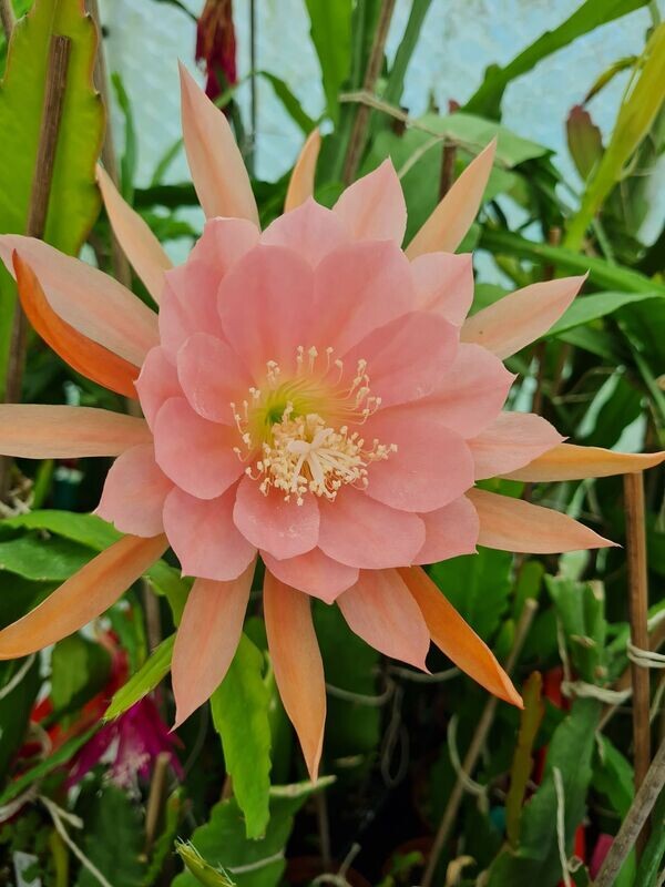 Lotus Queen