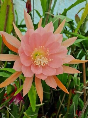 Lotus Queen Lotus Queen