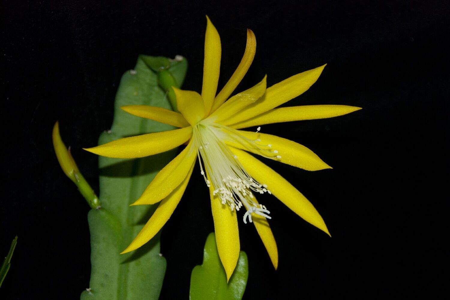 Yellow Paetz