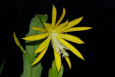 Yellow Paetz