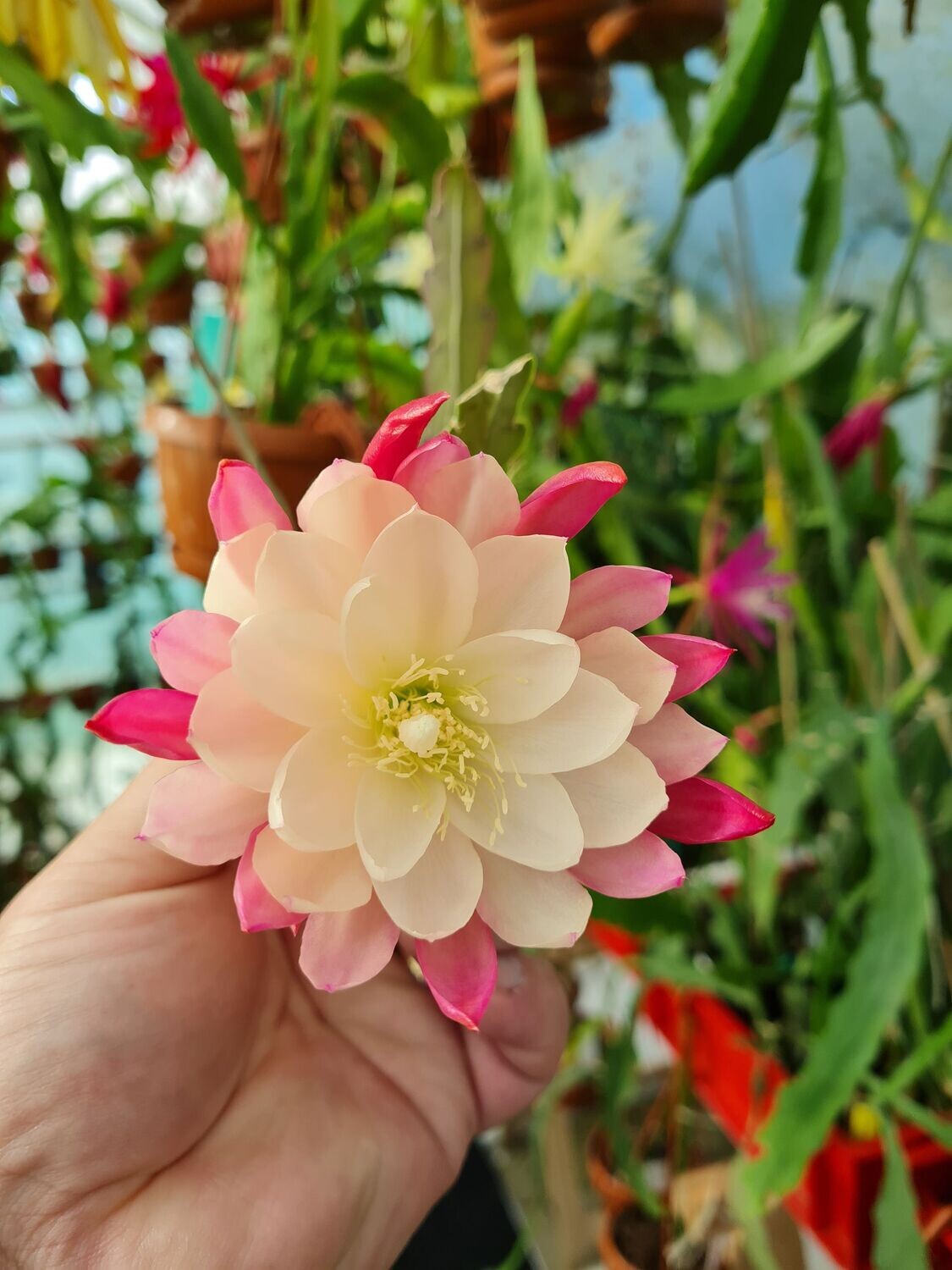Camila Obayashi SEHR SELTEN