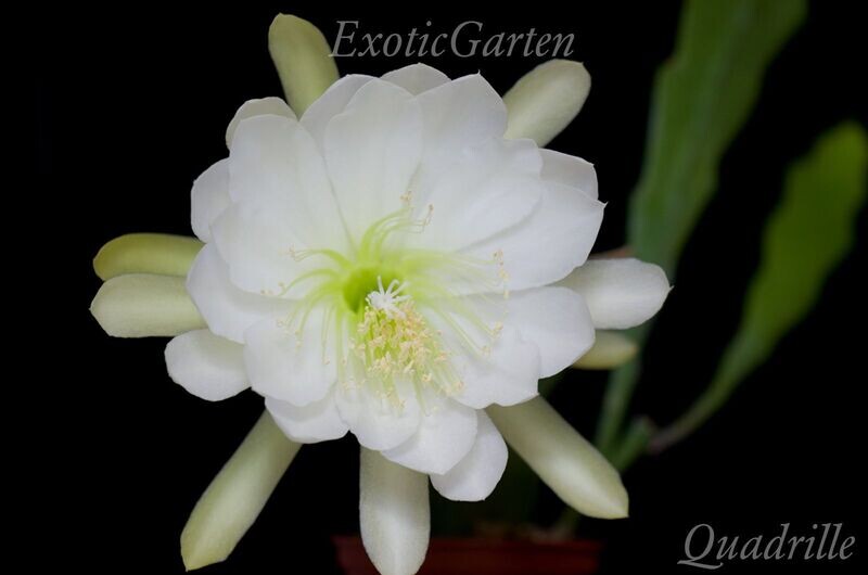 Quadrille