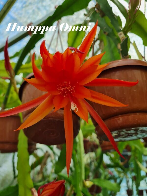 Humppa Omni