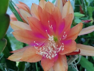 Flaming Passion
