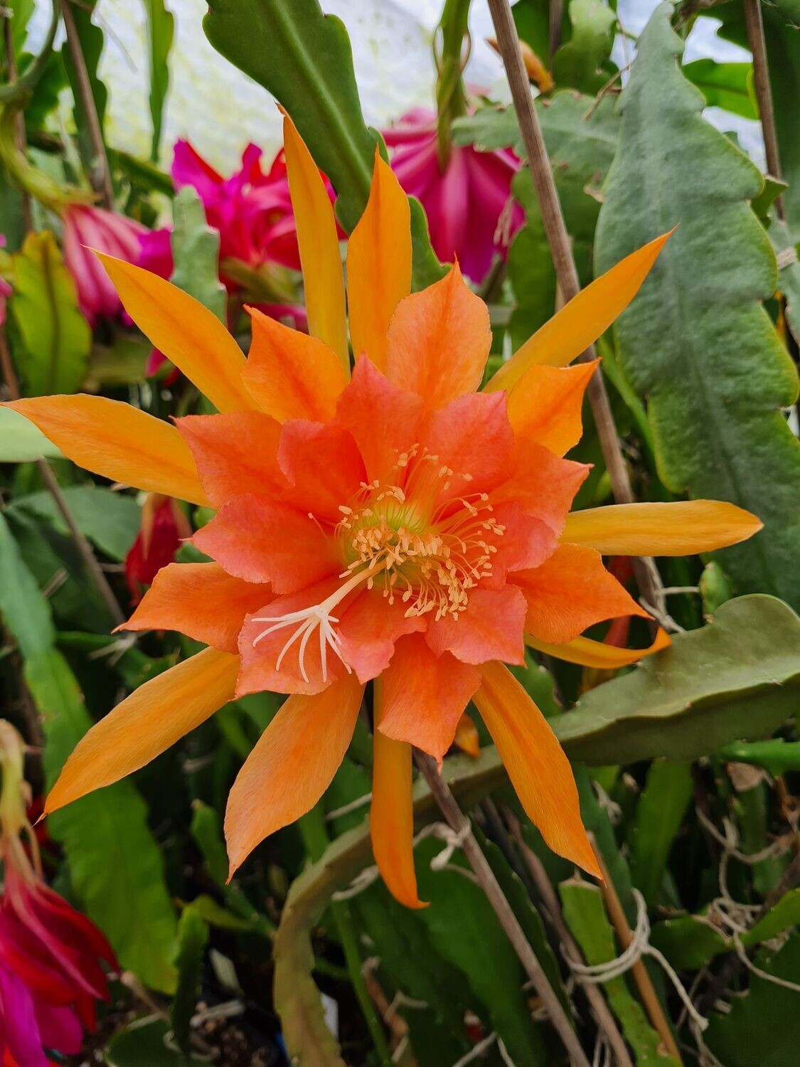 Fiesta de Flores