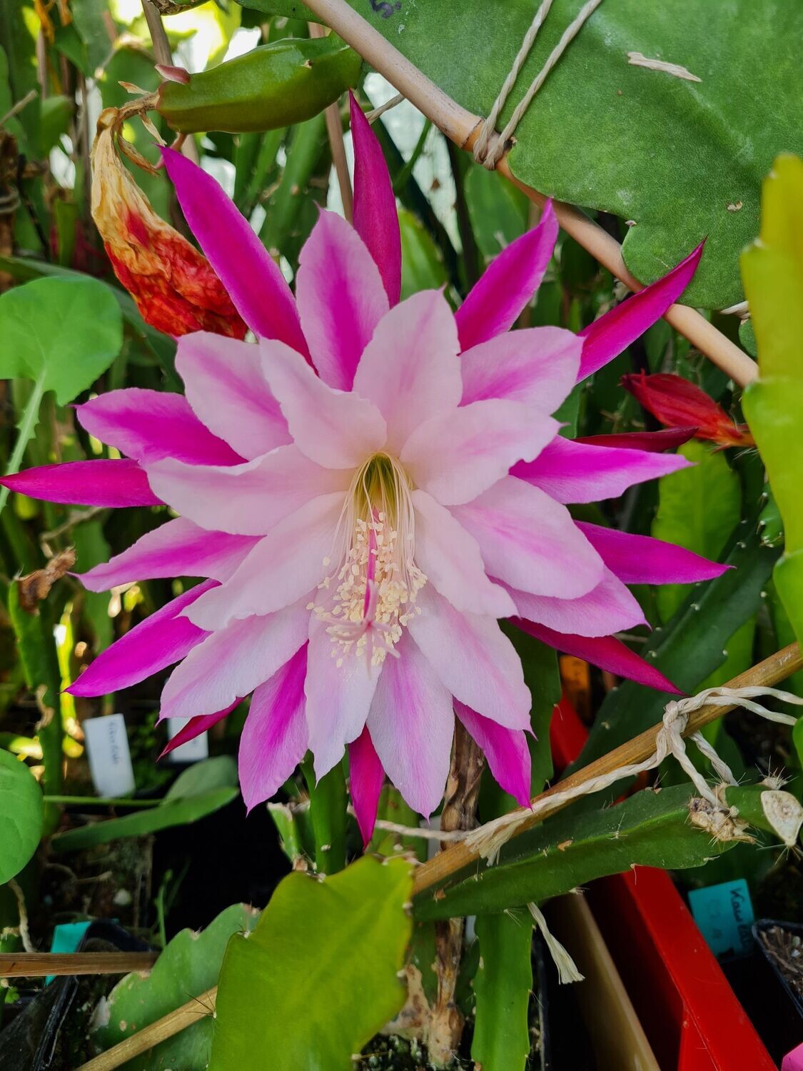 Kohinoor