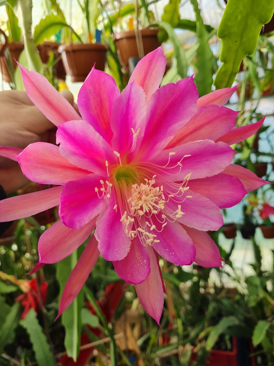 Passionate One