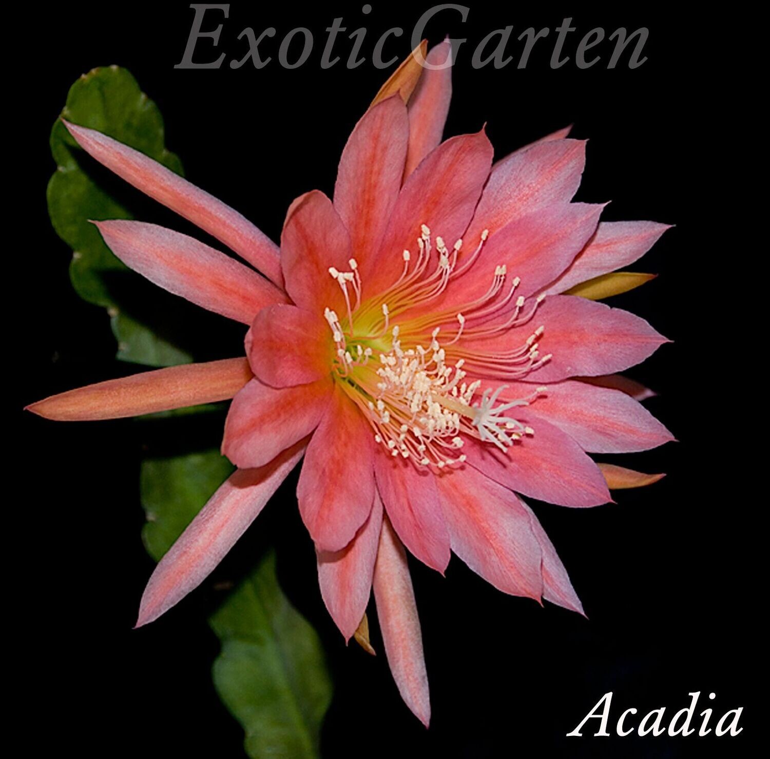 Acadia