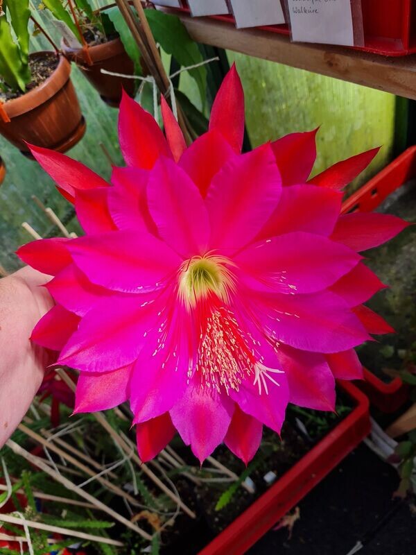 Rote Königin der Nacht - Heliocereus Speciosus-Hybride