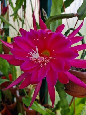 Kiwi Stargazer