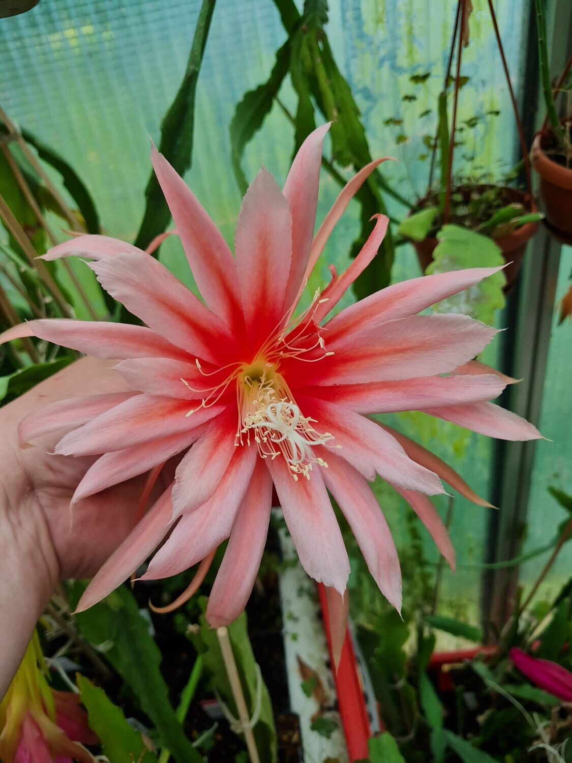 Maharanee