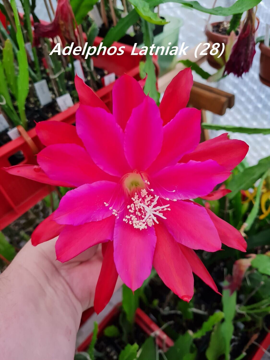 Adelphos Latniak