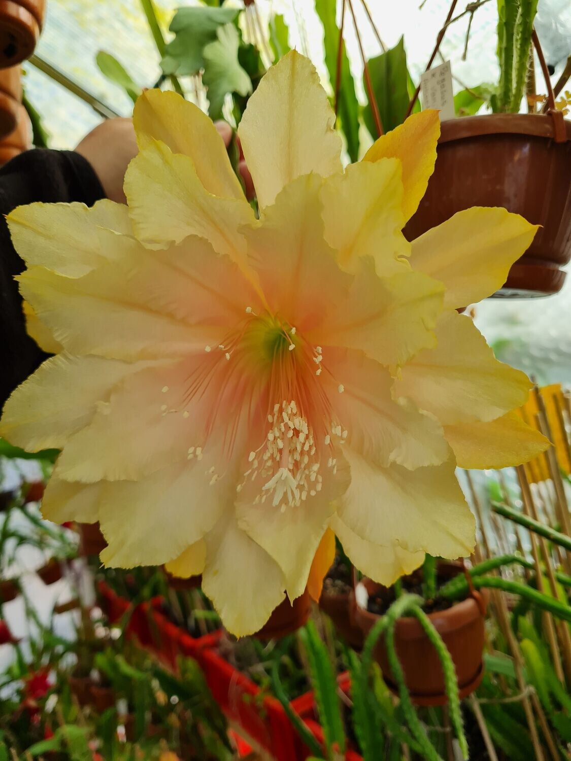 Clarity´s Abraxas