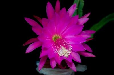 Thousand Pinks