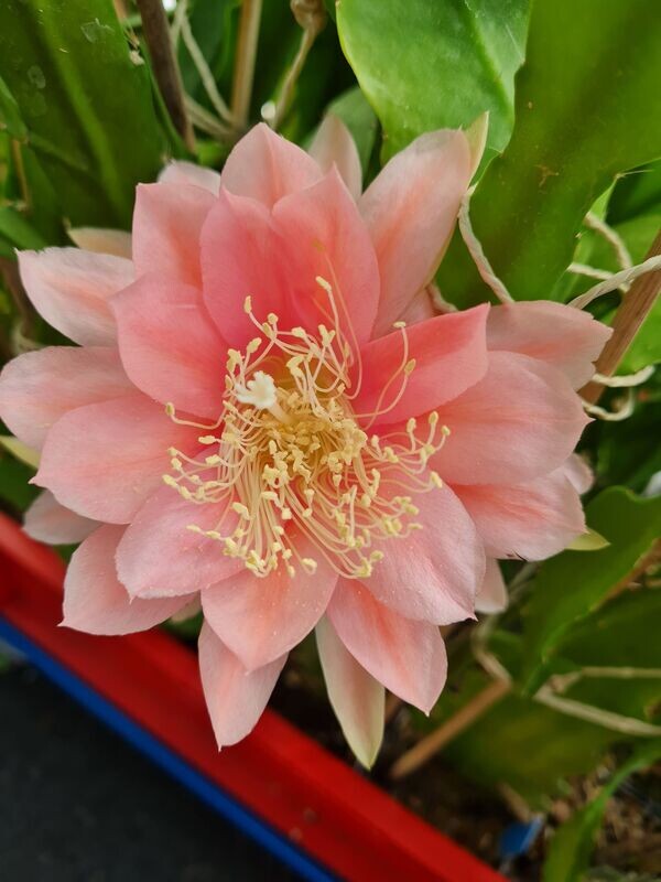 Rose Star