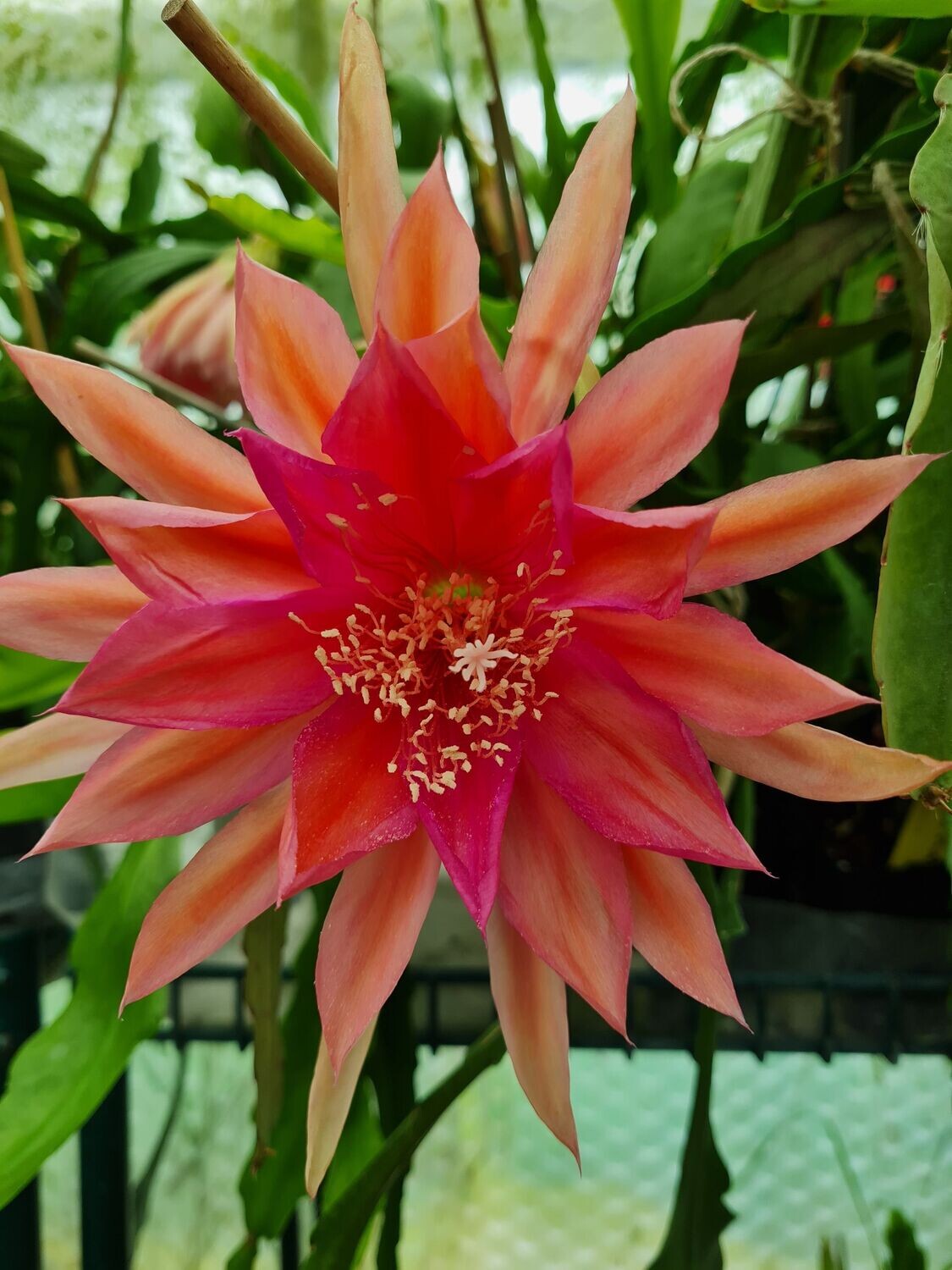 Royal Rose