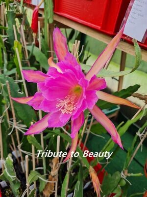 Tribute to Beauty var.