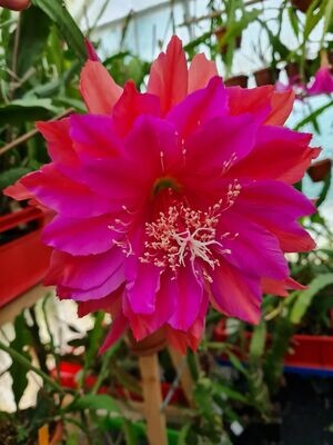 Kiwi Passionate Affair Kiwi Passionate Affair