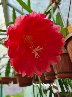 Jim Konishi