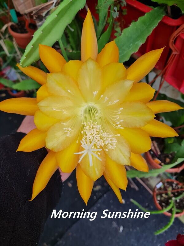 Morning Sunshine