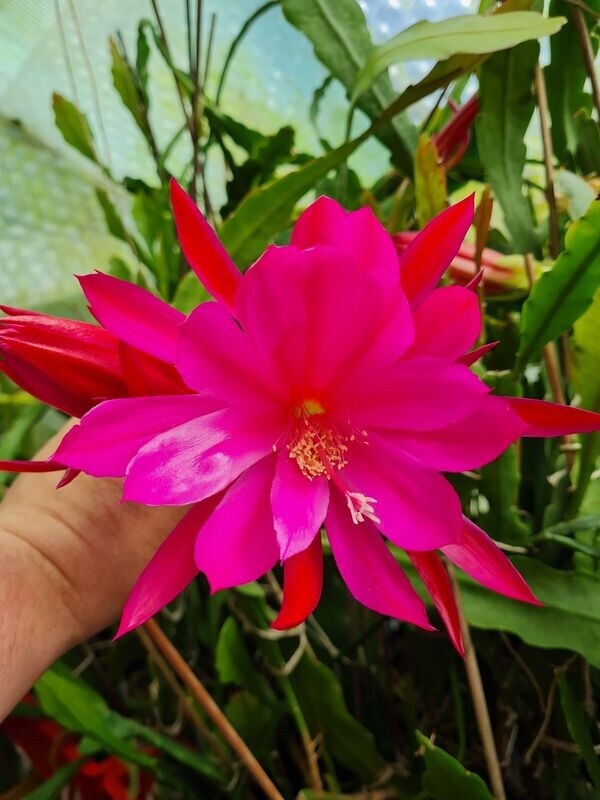 Blume von Hawaii