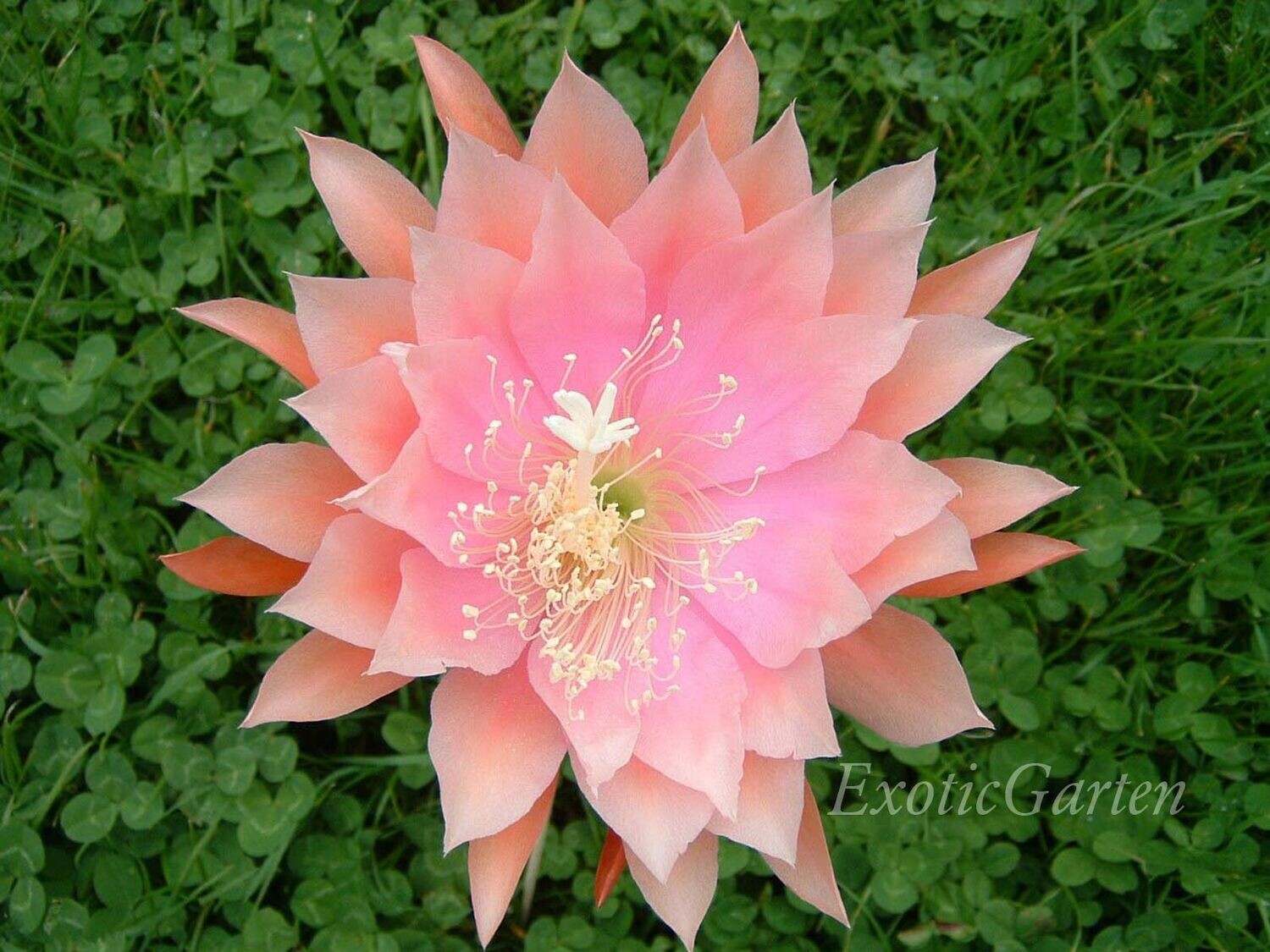 Chiba Queen Chiba Queen