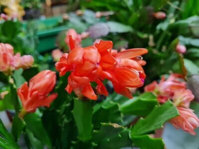 Schlumbergera Hybride " Wild Orange "