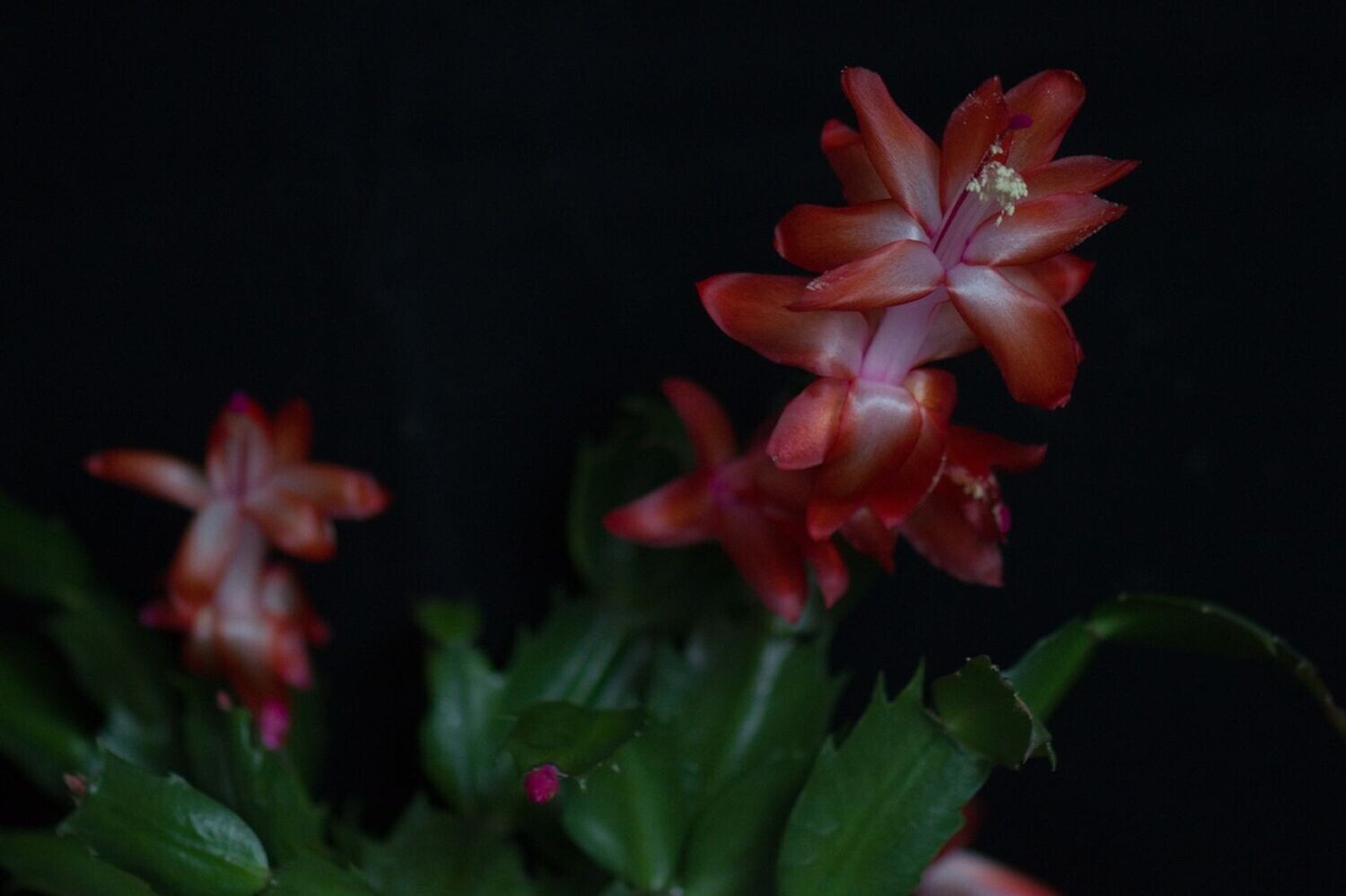 Schlumbergera Hybride " Alice Thor "