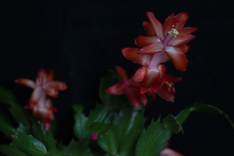 Schlumbergera Hybride Schlumbergera Hybride " Alice Thor "