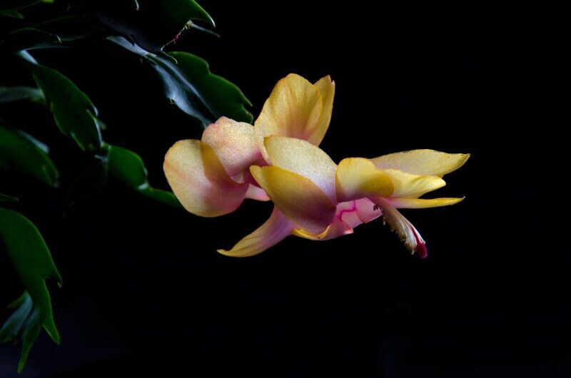 Schlumbergera Hybride Schlumbergera Hybride " Alex Thor "