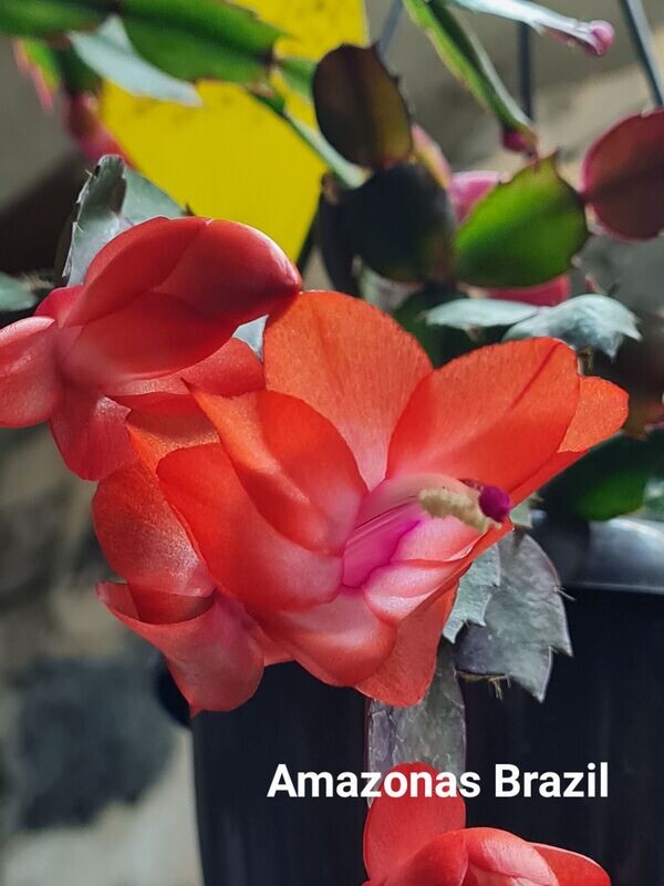 Schlumbergera Hybride " Amazonas Brazil "