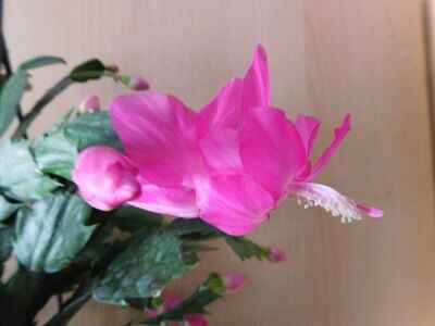 Schlumbergera Hybride " Anapolis Brazil "