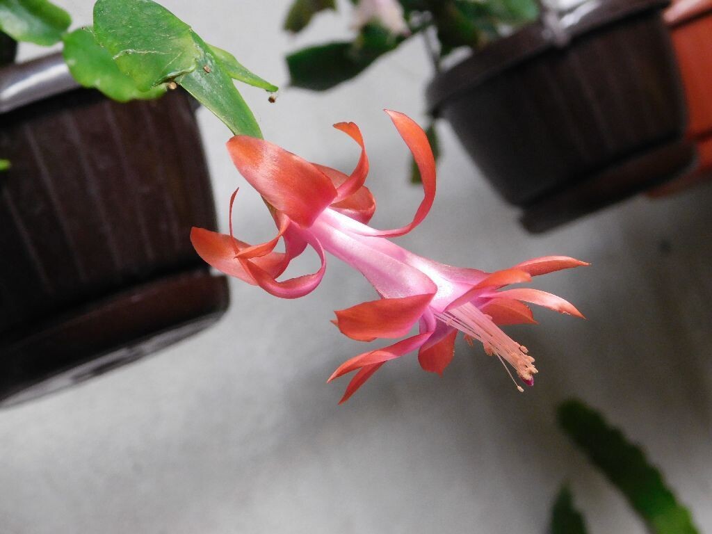 Schlumbergera Hybride " Apricot "