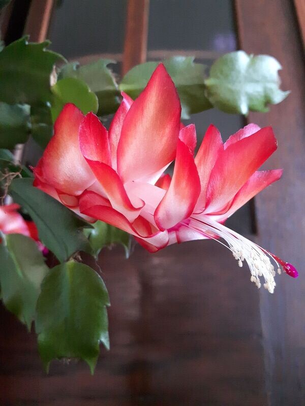 Schlumbergera Hybride Schlumbergera Hybride " Ara Brazil "