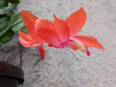 Schlumbergera Hybride " Bella Thor "