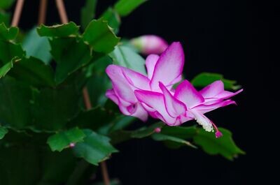 Schlumbergera Hybride " Athena "