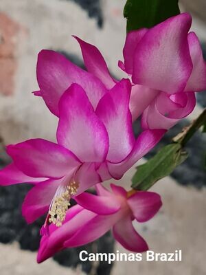 Schlumbergera Hybride " Campinas Brazil "