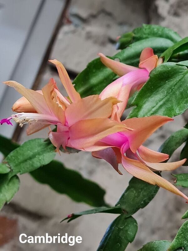 Schlumbergera Hybride Schlumbergera Hybride " Cambridge "