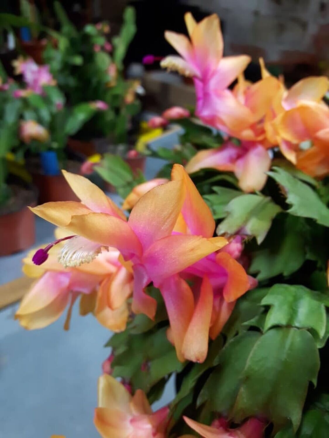 Schlumbergera Hybride " Christmas Flame "