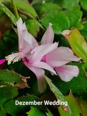 Schlumbergera Hybride Schlumbergera Hybride " Dezember Wedding "