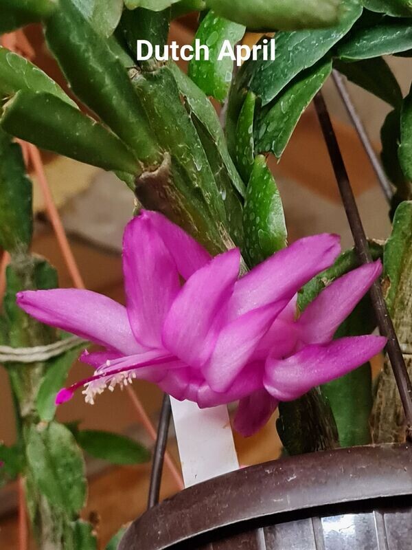 Schlumbergera Hybride Schlumbergera Hybride " Dutch April "