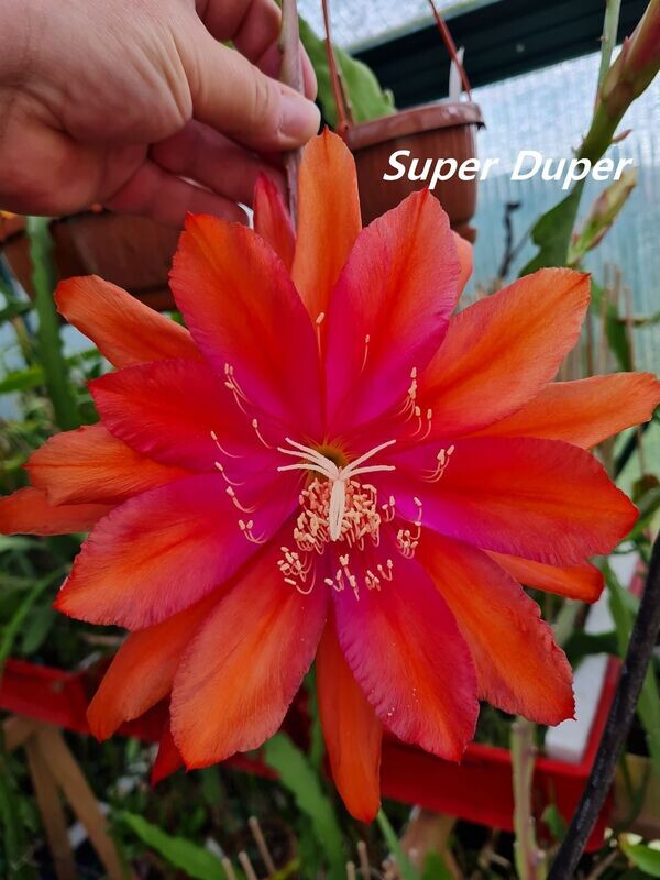 Super Duper