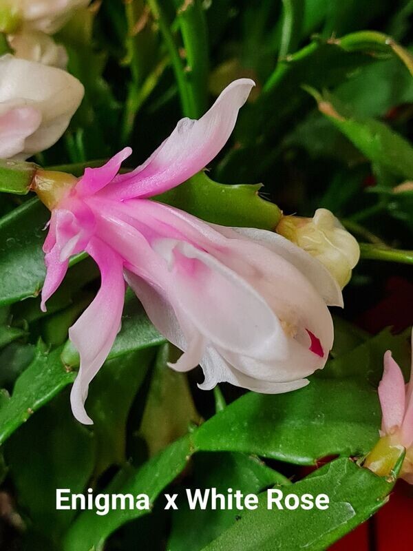 Schlumbergera Hybride " Enigma x White Rose "