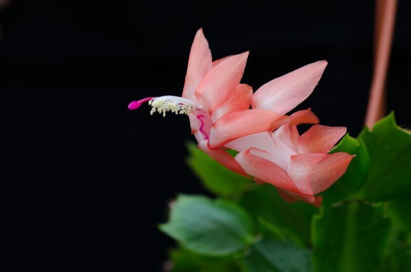 Schlumbergera Hybride Schlumbergera Hybride " Freya Thor "
