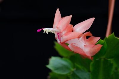 Schlumbergera Hybride " Freya Thor "